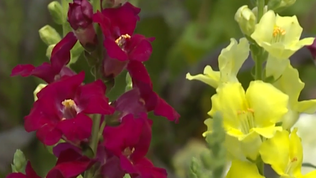 Climate change could be leading to worse allergy seasons - Vimarsana News