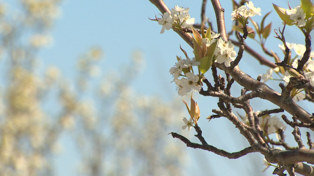 Allergy season starting early has doctors bracing - Vimarsana News