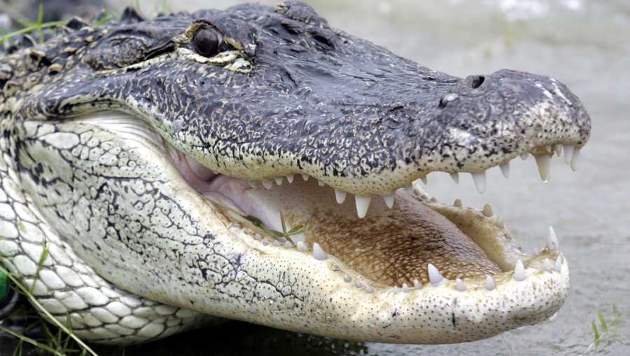 alligator file photo