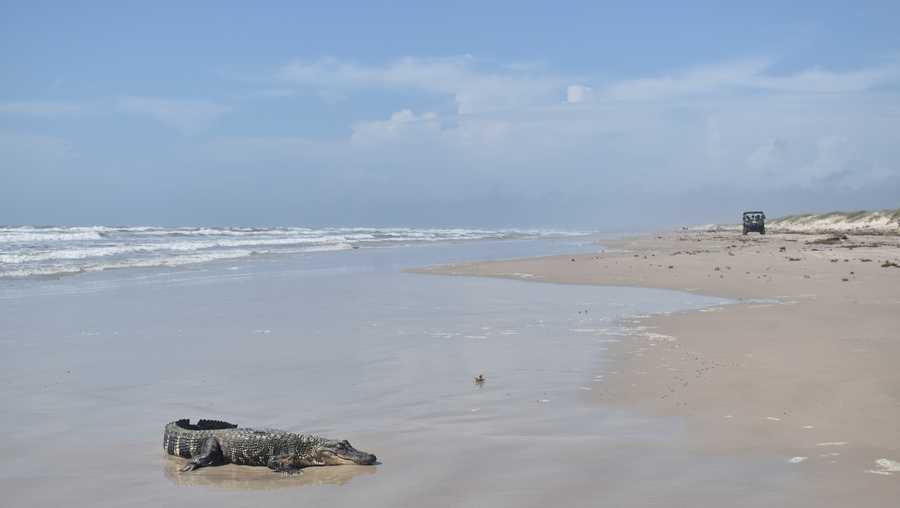 A young American alligator rests along the sandy shore. In the background a Turtle Patrol UTV drives along the beach.
