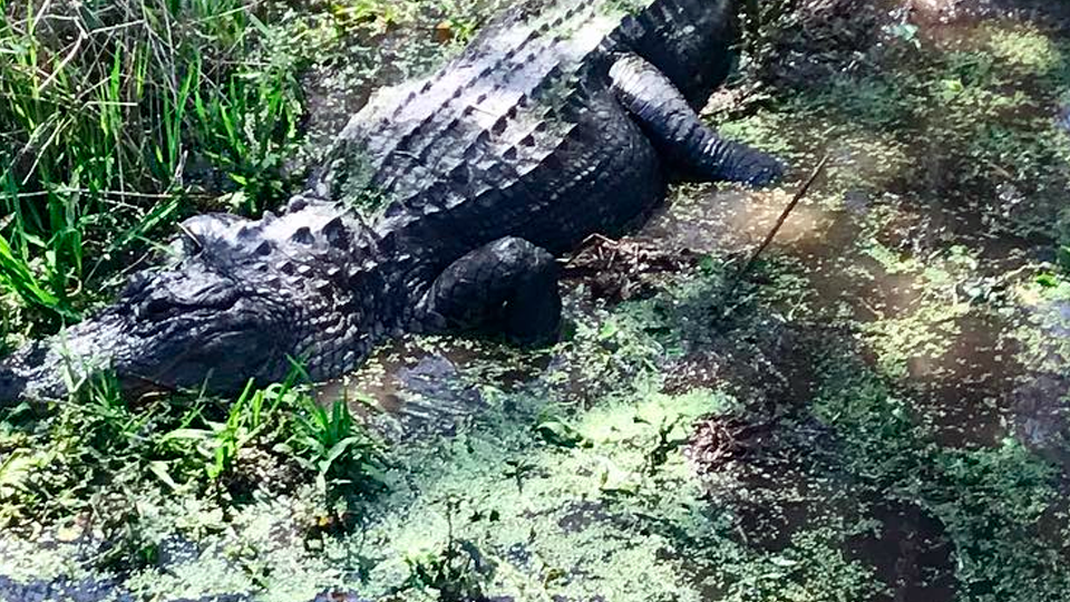 Alligator that lived at Alabama sanctuary shot to death; $2,000 reward ...