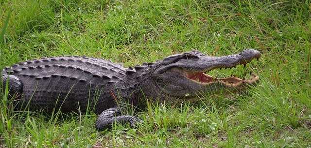 Police investigating whether man found dead in pond was killed by alligator