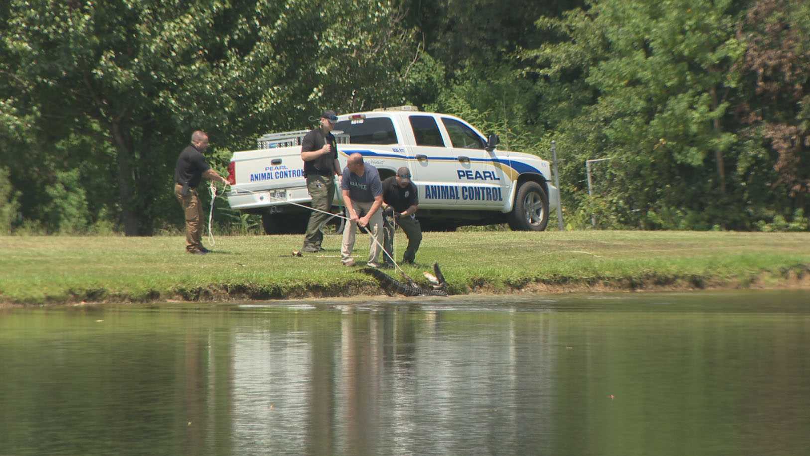Alligator spotted outside school in Pearl