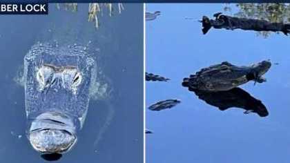 Alligator living with mouth taped shut since December has been captured - Vimarsana News