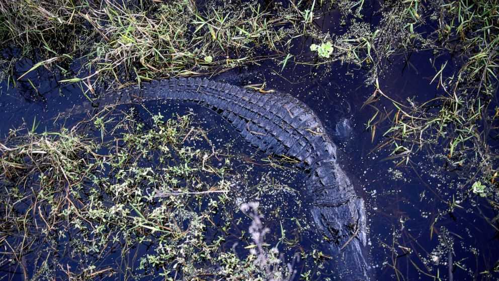 Florida Man Bitten In Arm By Alligator While Washing Hands In A Pond 3845