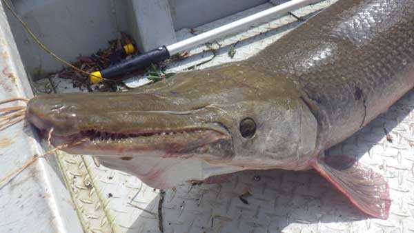 Rare alligator gar caught in Indiana river