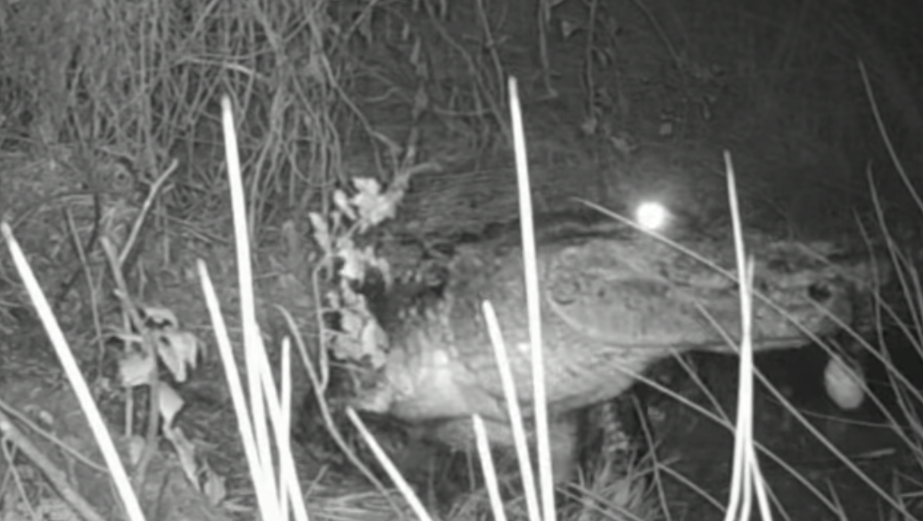 Alligator builds nest, guards eggs in southeast Oklahoma