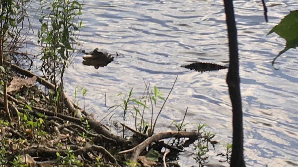 GATOR captured after being spotted in Susquehanna River in central