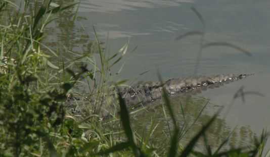 Louisiana man fleeing DWI stop jumps into swamp, gets attacked by alligator, police say