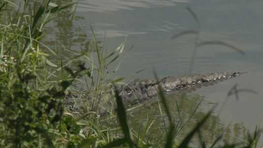 It was a pretty shocking sight': Five dead alligators spotted