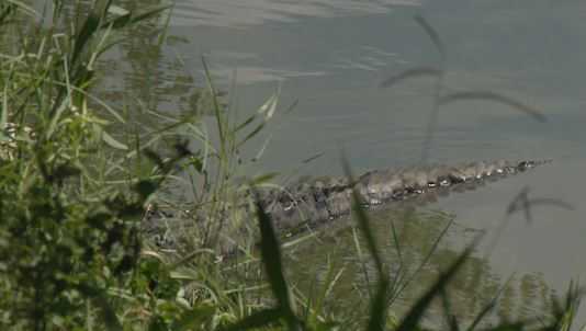 Man attacked by an alligator while trying to evade police in DWI investigation