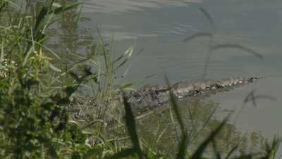 Louisiana man fleeing DWI stop jumps into swamp, gets attacked by alligator, police saywbbh