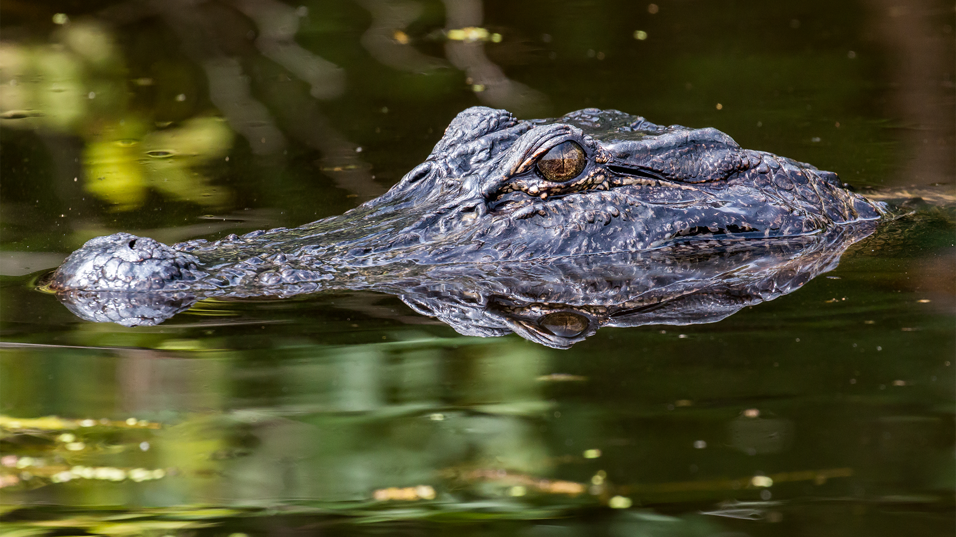 Dog killed by alligator on Sanibel - Vimarsana News