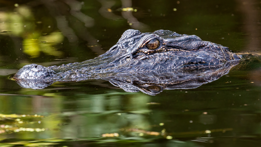 FWC offers safety tips as alligators become more active across Florida