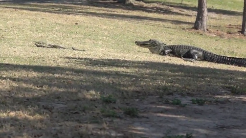 Mama alligator moves 16 babies across golf course