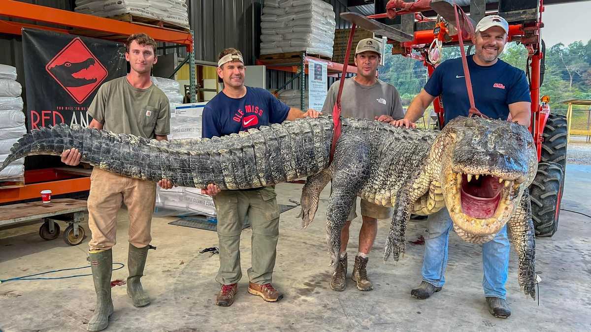 Recordbreaking 14footlong alligator captured in Mississippi