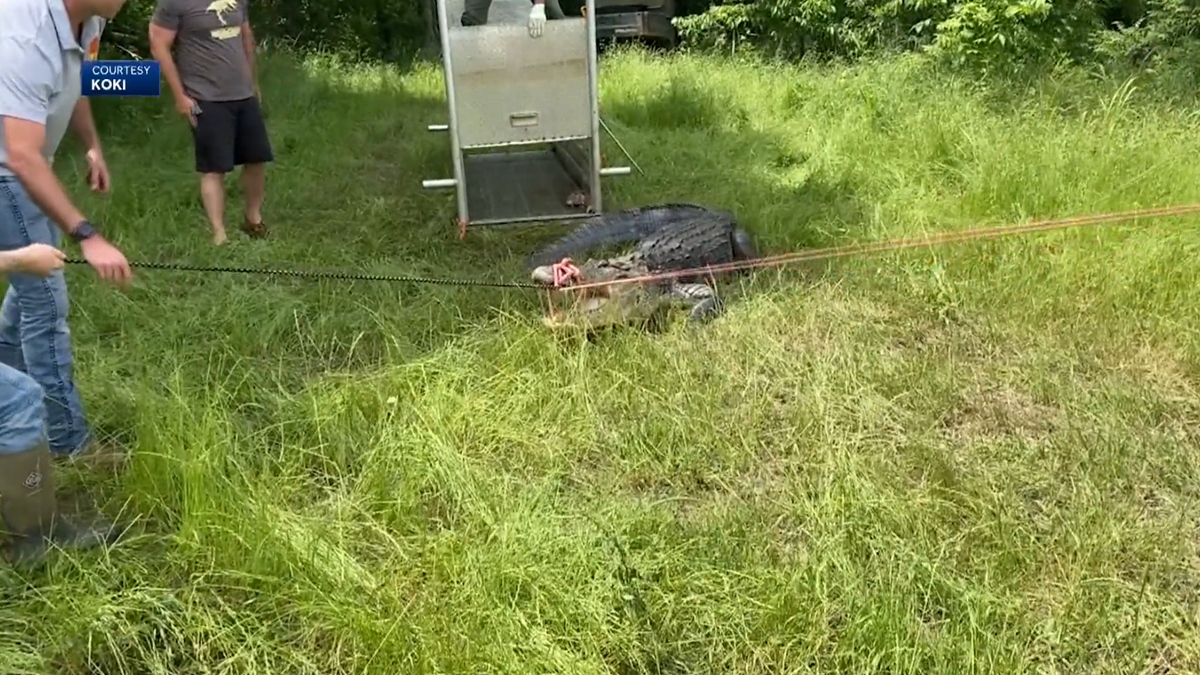 Researchers studying alligators in southeastern Oklahoma