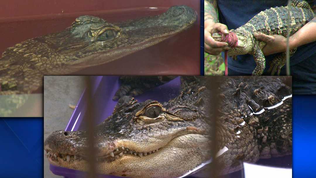 PITTSBURGH GATORS 3 alligators found in Pittsburgh heading south to wildlife park