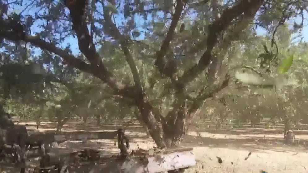 Escalon almond orchard begins harvest