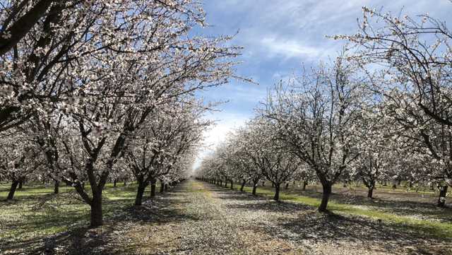 Almond farmers frustrated with litter, damage left behind by picture takers - Vimarsana News