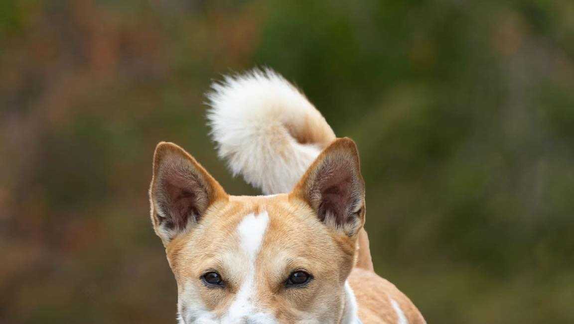 Why isn't Aloka, the peace dog, walking with the monks today in South Carolina?