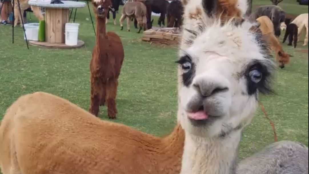 Newcastle farm to celebrate National Alpaca Farm Days