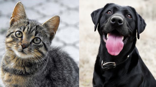 Amazon Pet Day 2024: Best deals on food, supplies and more - Vimarsana News