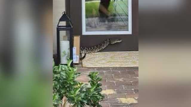 An Amazon delivery driver in Florida is bitten by a rattlesnake