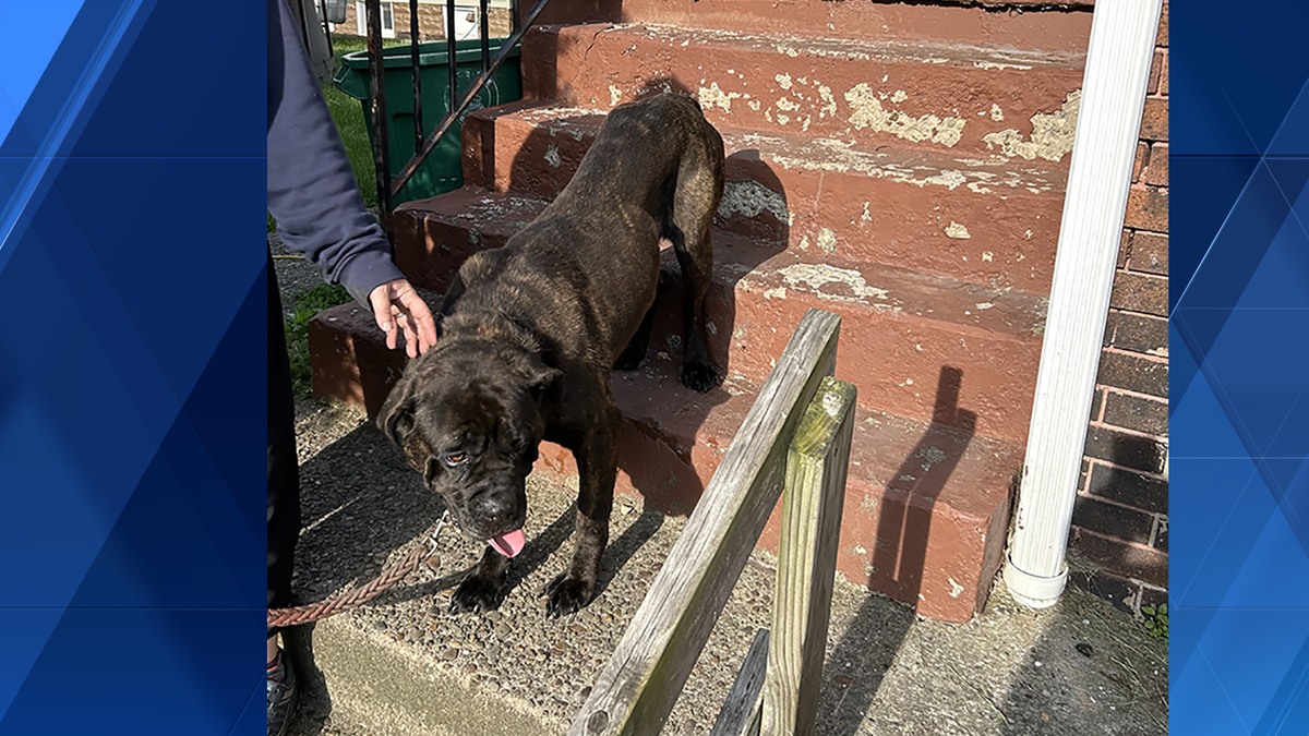 Dog shot by Ambridge police; DA says no charges