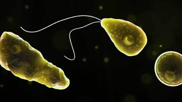 Neurologist talks dangers, prevention of rare infection from brain-eating amoebas - Vimarsana News