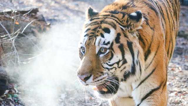 Check out photos of Blank Park Zoo's new male Amur tiger, Bronevik - Vimarsana News