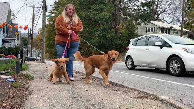 New questions about pet sitter background checks on Rover - Vimarsana News