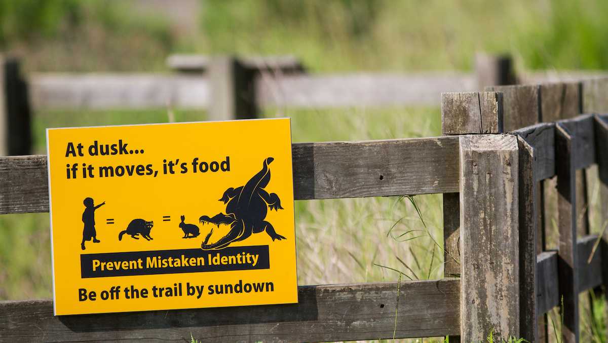 Study: Most US Alligator Bites Caused by Humans