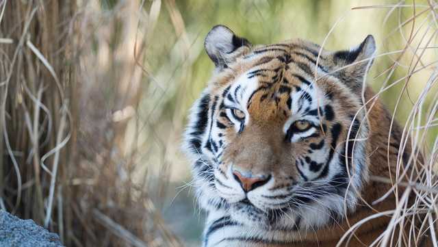 Zoo New England mourns beloved Bengal tiger, Anala - Vimarsana News