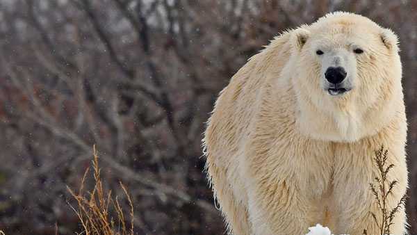 Anana, polar bear who left Cincinnati Zoo in 2020, killed in breeding attempt