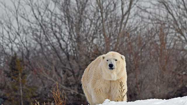 Female polar bear killed by male bear during breeding attempt at Detroit Zoo - Vimarsana News