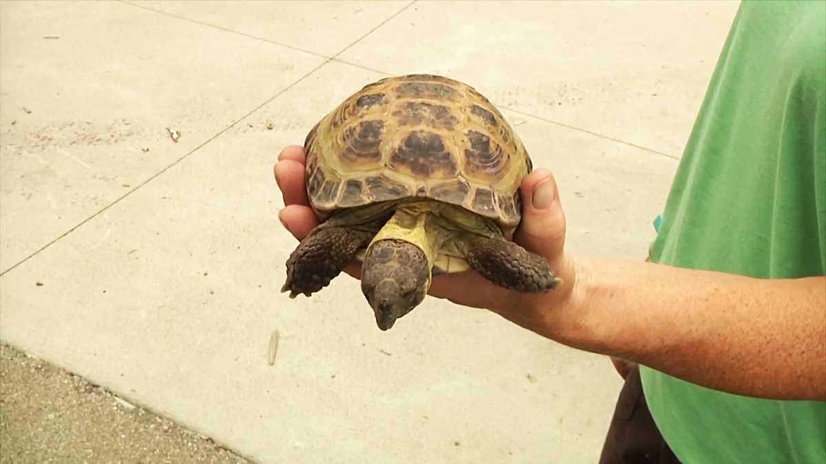 Russian tortoise returned to Oshkosh zoo nearly one month after theft