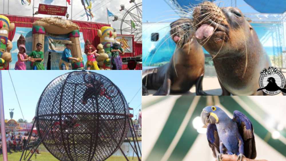 Anderson County 2021 Fair opens gates for seasonal fun