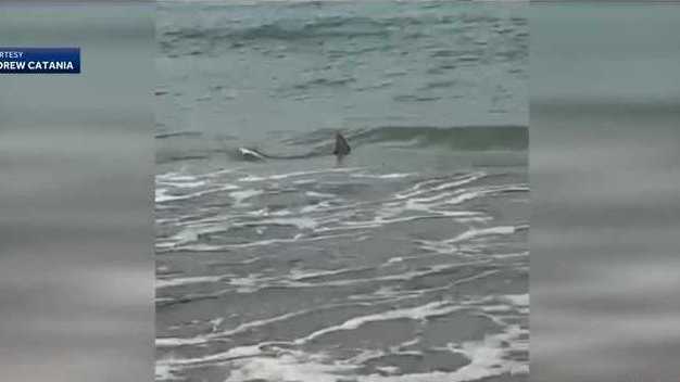 Sharks spotted swimming near shore in Daytona Beach - Vimarsana News