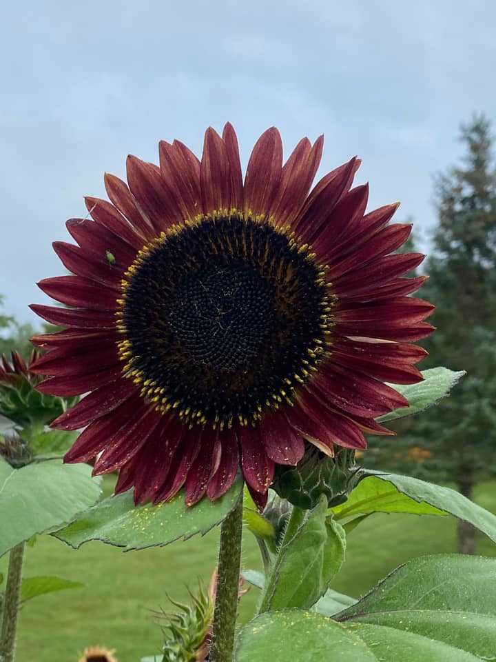 Your sunflower photos