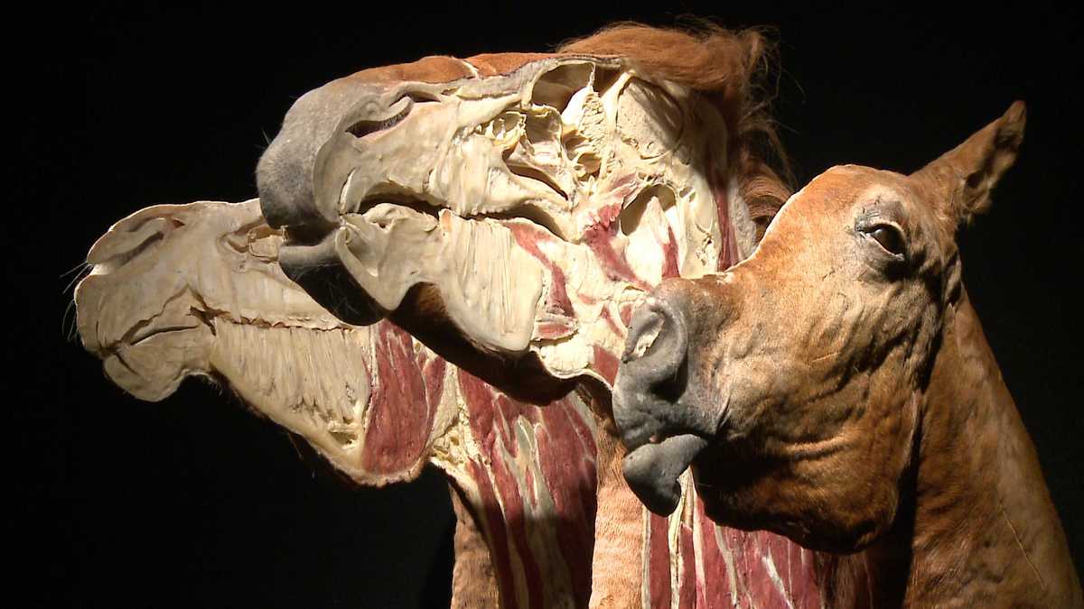 Photos: Body Worlds -- Animal Inside Out