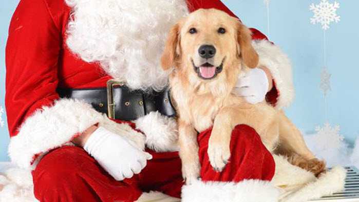 Adopt A Pet From This Local Shelter And Santa Will Deliver Them To