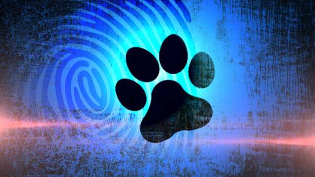 Auburn home 'uninhabitable' after dozens of cats found inside - Vimarsana News