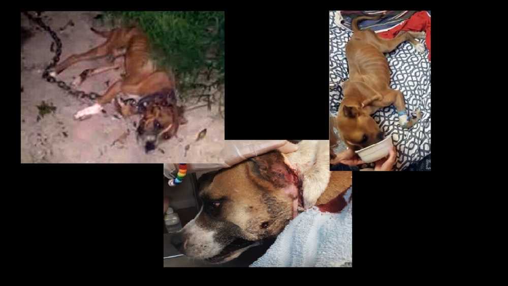 badly abused animals
