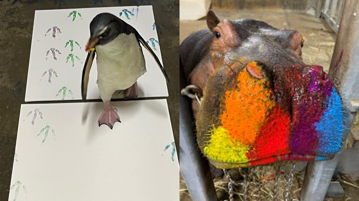Take home wild art created by animals at Cincinnati Zoo