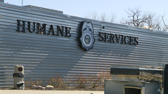 Dog attack sends 4-year-old to hospital with serious injuries - Vimarsana News