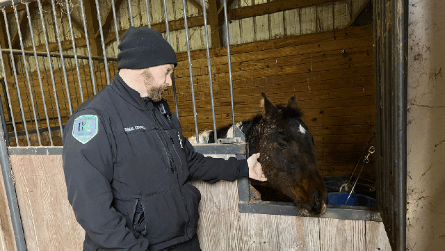 9 horses rescued from abuse, neglect at Kenton County property; property owner arrested, charged - Vimarsana News
