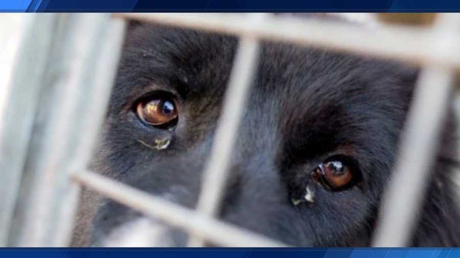 2 face animal cruelty in Alabama after starving dogs found
