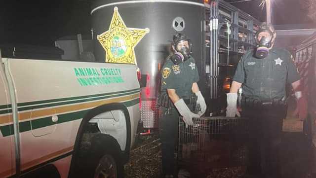 Deputies: Woman arrested in Polk County for 304 counts of animal neglect