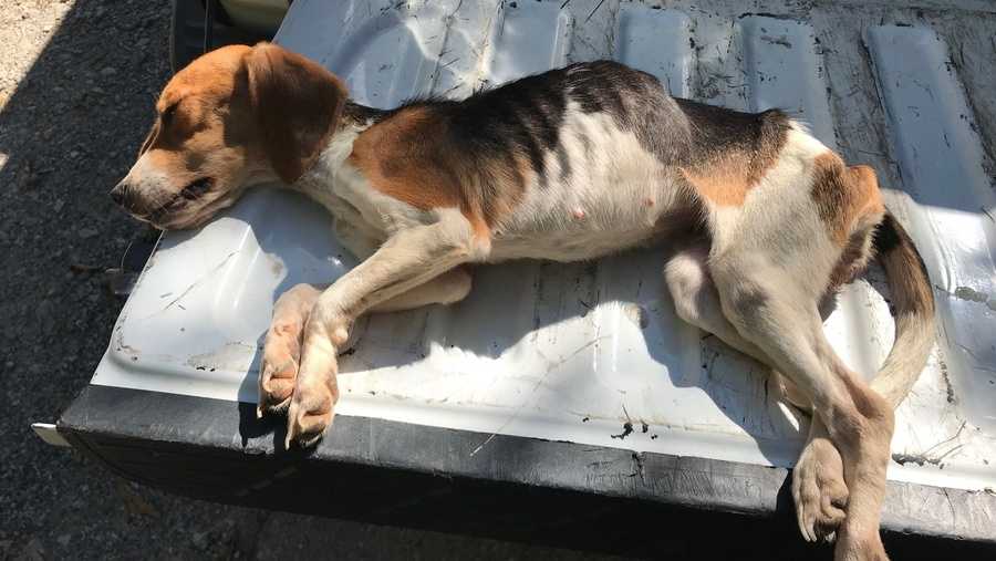 Kentucky man accused of animal cruelty; several dogs seized Kentucky man accused of animal cruelty; several dogs seized